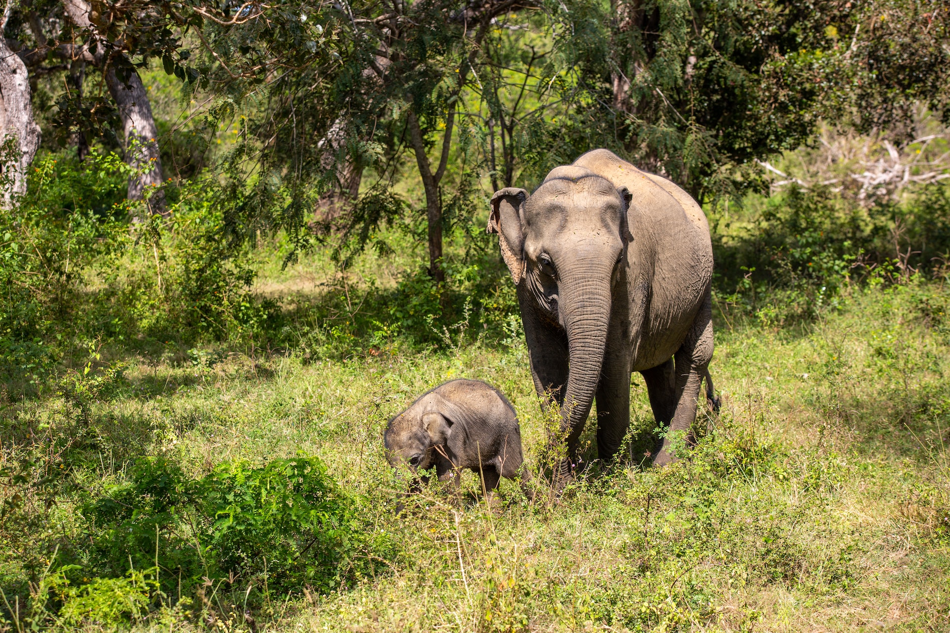 Es gibt auch Safaris welche vor Ort oder im Voraus gebucht werden können!